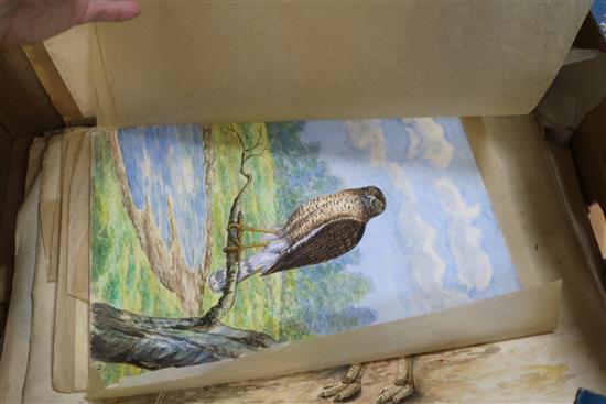 A collection of ornithological watercolours, by F.E. Genlloyd, largest 33 x 50cm